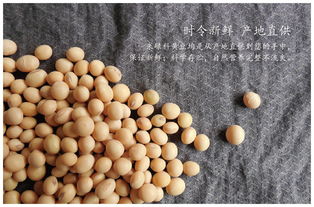 遼寧朝陽(yáng)特產(chǎn) 越山雜糧黃豆350g 2全國(guó)包郵 北京青海西藏新疆港澳臺(tái)除外